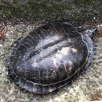 亀って水が無くても生きられますか 友達が亀を2匹飼って Yahoo 知恵袋