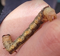 この尺取り虫はなんという名前ですか ハスオビエダシャクの幼虫です Yahoo 知恵袋