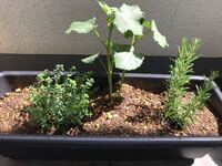 オクラ アーリーファイブ を育てるにあたり タイムとローズマリーを Yahoo 知恵袋