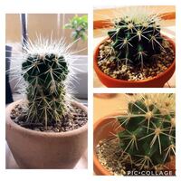 サボテン 金鯱 キンシャチ の育て方 先日 Daisoにてサボテ Yahoo 知恵袋