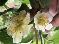 キウイのメスに柱頭のない雌花が 一昨年植えたアップルキウイに今年 花が咲きま Yahoo 知恵袋