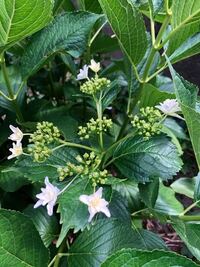 紫陽花 墨田の花火 どうにも 花の形が悪いです 何が原因ですか 肥料不 Yahoo 知恵袋