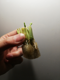 スーパーで買ったみつばを土に植えて育てることはできますか ス Yahoo 知恵袋