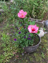 ハイビスカスが咲きました 去年から育てています せんていとか肥料とかよくわか Yahoo 知恵袋