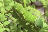 ミヤマカラスアゲハについて 注意 虫の画像あります いつもお世話になって Yahoo 知恵袋