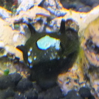 サザエ石巻貝の殻の一部が画像の様に緑色に変色しました 3匹飼ってい Yahoo 知恵袋