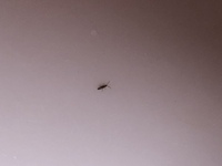 小さな跳ねる虫について 画像あり 数日前からリビングの Yahoo 知恵袋