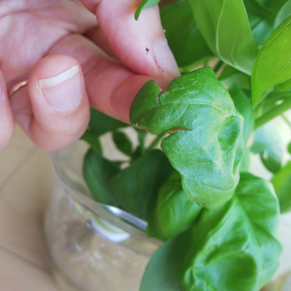 バジルの害虫について初めて室内で水栽培のバジルを育てています Yahoo 知恵袋