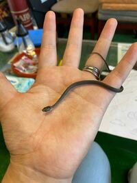 蛇の赤ちゃんを見つけました なんの蛇でしょう 全体的に黒いですが 黒 Yahoo 知恵袋