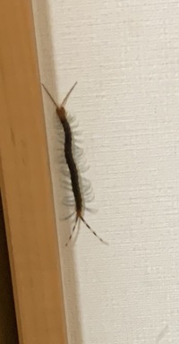 家に出ました これはムカデですか ムカデです 気をつけて下さ Yahoo 知恵袋