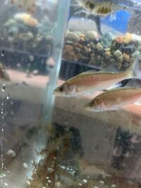 この魚なんですか 自分はシーバスの稚魚だと思うんですが Yahoo 知恵袋