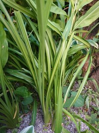 茗荷みょうがの収穫は 花が咲いてしまったらもう遅いですか 咲く前に獲 Yahoo 知恵袋