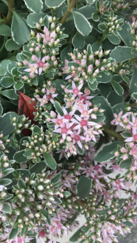 この花の名前は何でしょうか 近所に咲いていた花です ペンタスに似た Yahoo 知恵袋
