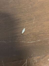 ウッドデッキを見たら１ｍｍ ２ｍｍくらいの小さな虫が大量にくっつい Yahoo 知恵袋