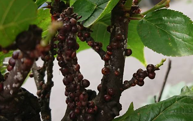 啓翁桜の枝に黒い粒粒 数ミリ が付いています 虫の卵 病気 なんで Yahoo 知恵袋