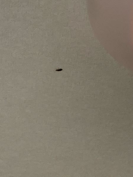 家に黒い小さい虫がいました ゴキブリのような見た目でとても怖い Yahoo 知恵袋