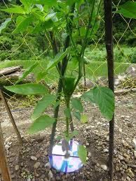 ｃｄがたくさん余っているので家庭菜園のアブラムシや害虫予防の為にマルチ代わり Yahoo 知恵袋