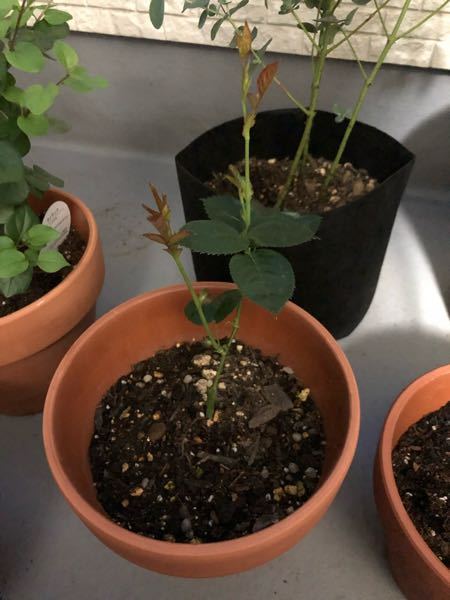 人気商品再入荷 バラ 挿し木苗 ブルーバ ジュリア 希少 Talalsalman Com