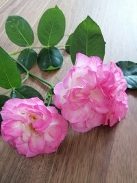 バラの名前を教えてください花びらが白からピンクのグラデーションで Yahoo 知恵袋