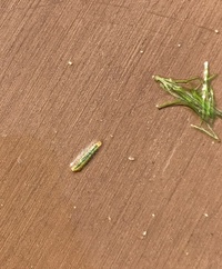 濾材のカキ殻の自作について よく濾材にカキ殻を使っている方がいますがあれっ Yahoo 知恵袋