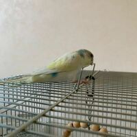 飼っているセキセイインコが よく手の中に自ら入ってきて 遊ん Yahoo 知恵袋