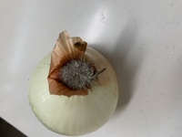 買ったばかりの玉ねぎの根からカビが生えていたのですが 食べれるの Yahoo 知恵袋