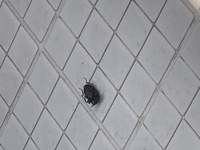 虫の死骸の分解についての質問です 今日ベランダを開けてみたらカ Yahoo 知恵袋