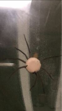 最近窓に直径10cmくらいの大きい蜘蛛がいるのですが お腹 が白く Yahoo 知恵袋