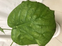 ウンベラータの植え替えを2日前にしました その後葉に黒い斑点が出来 Yahoo 知恵袋