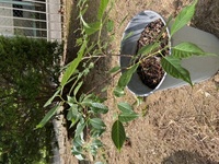 植物薬害についてベニカｘファインスプレー虫除けのため 桜の木に上記 Yahoo 知恵袋