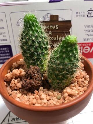 このサボテンを植え替えようと思います 今は売っていたままの赤の砂利 み Yahoo 知恵袋