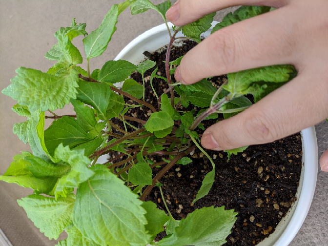 しそ(大葉)の苗を購入しました。数本まとめて植えた方が葉が柔らかくな