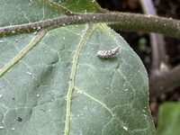 家庭菜園しています ナスですが 添付画像の虫は何でしょうか 駆除すべきか て Yahoo 知恵袋