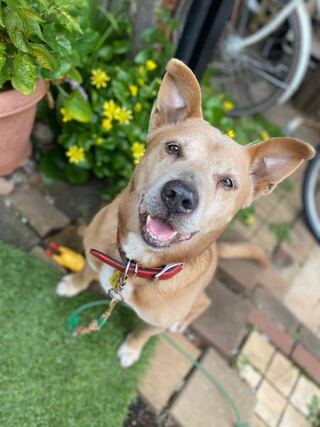 屋久島犬との雑種なんですが 何の犬種との雑種だと思いますか 頂いた時に Yahoo 知恵袋