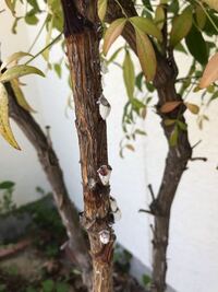自宅敷地に南天を植えようと思いますが 鬼門にあたる北東がガレージになっていて Yahoo 知恵袋