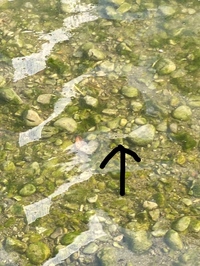 海の浅瀬にいるフグみたいなこの魚はなんていう魚ですか クサフグですね Yahoo 知恵袋