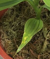 観葉植物のドラセナについていたこの白いものは何でしょうか ハ Yahoo 知恵袋