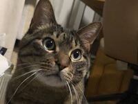 キジトラ猫を飼ってます 猫毛が服についても目立たない色ってな Yahoo 知恵袋