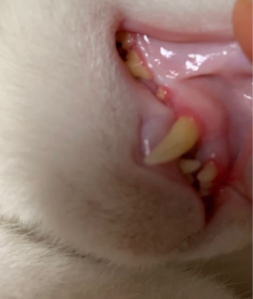 飼い猫の歯茎が赤いのですが、皆様の猫ちゃんはこのぐらいですか？病院 