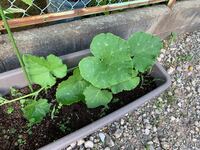 この葉っぱの野菜はなんの野菜かわかる方いますか 白い葉脈が日 Yahoo 知恵袋