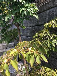 庭に植えてあるヒメシャラなんですが 葉先が枯れたように茶色く変色して Yahoo 知恵袋