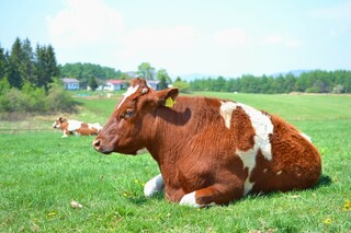 ご飯を食べてすぐ寝ると牛になるのは本当でしょうか 本当です Yahoo 知恵袋