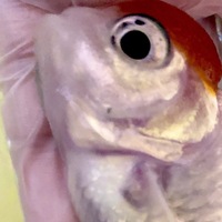 松かさ病の金魚の対応とエラの黒い点について 7年ほど1匹飼いしてい Yahoo 知恵袋