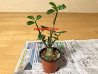 アデニウムの茎or根を太くする方法塊根植物を初めて育てます アデニウムですが Yahoo 知恵袋