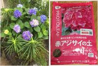 家に咲いている アジサイの花の色を変えることは可能でしょうか Yahoo 知恵袋