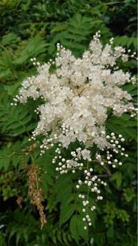 この花は何ですか ニワナナカマドでしょう Yahoo 知恵袋