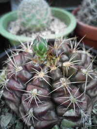 最近 育てているサボテンが少し茶色になってきました 腐ってきてい Yahoo 知恵袋