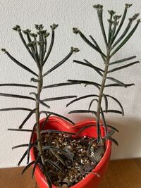 ハオルチアなどは 深鉢が良いと聞きますが 深鉢じゃ無くても全然 Yahoo 知恵袋