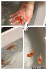 金魚がお互い体を絡め合うような動きをするのですが一体なんなのでしょうか Yahoo 知恵袋