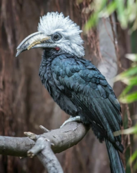 この鳥の名前を教えてください 英語ではwestafricanlongt Yahoo 知恵袋